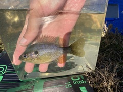 Lepomis macrochirus × cyanellus