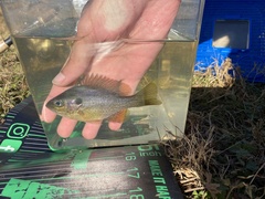 Lepomis macrochirus × cyanellus