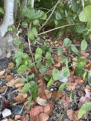 Coccoloba uvifera