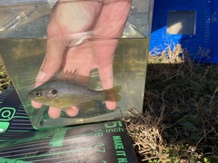 Lepomis macrochirus × cyanellus