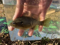 Lepomis macrochirus × cyanellus