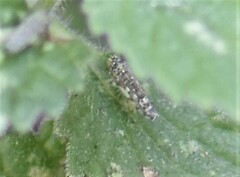 Eupteryx decemnotata