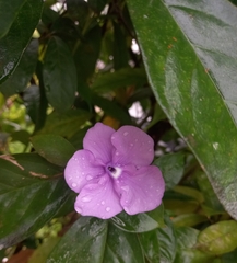 Brunfelsia pauciflora