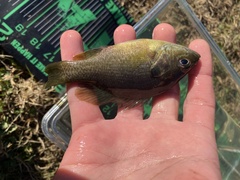 Lepomis macrochirus × cyanellus