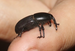 Scyphophorus acupunctatus