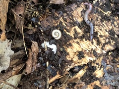 Cleidogona
