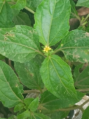 Synedrella nodiflora