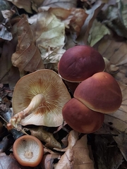 Gymnopus ocior