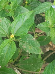 Synedrella nodiflora