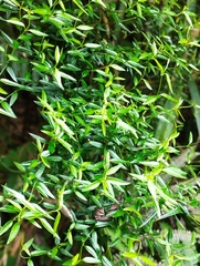 Scyphostelma microphylla