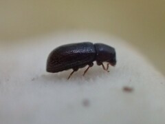 Coleoptera