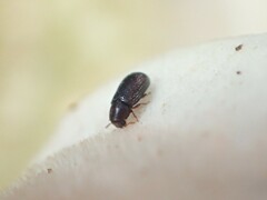 Coleoptera