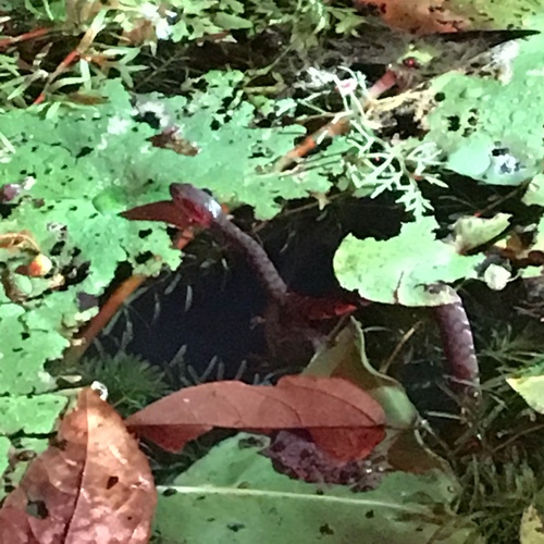 Trimerodytes percarinatus