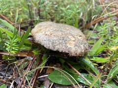 Lactarius paradoxus