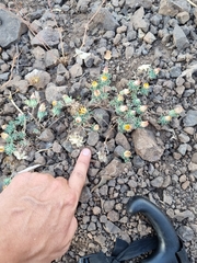 Chaetanthera glabrata