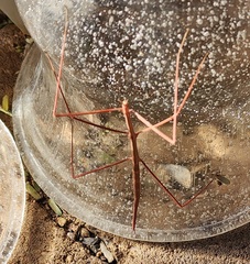 Parabacillus hesperus