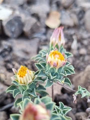 Chaetanthera glabrata