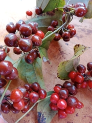 Smilax tomentosa