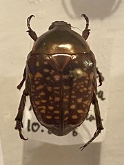 Celidota stephensi