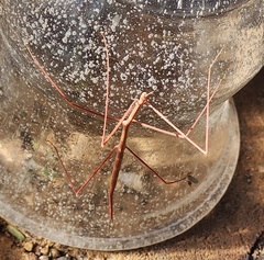 Parabacillus hesperus