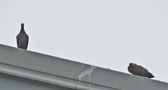 Columba guinea phaeonota