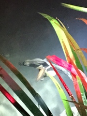 Paramesotriton hongkongensis