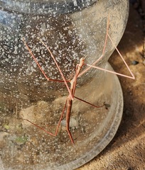 Parabacillus hesperus