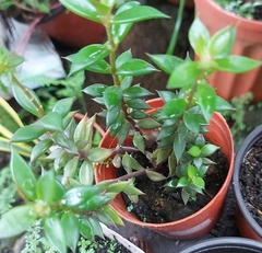 Acrotriche serrulata