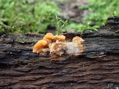 Fungi