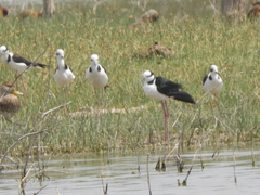 Himantopus mexicanus melanurus
