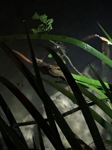 Paramesotriton hongkongensis