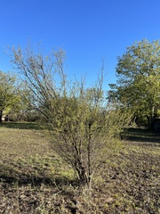 Vachellia farnesiana