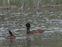 Heteronetta atricapilla