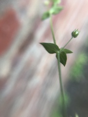 Arenaria serpyllifolia