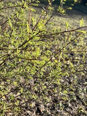 Vachellia farnesiana