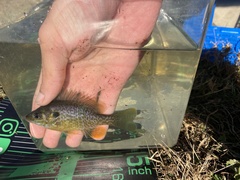 Lepomis macrochirus × cyanellus