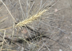 Elymus elymoides