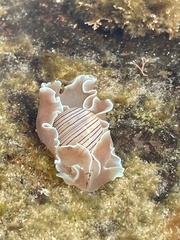 Hydatina physis