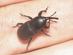 Scyphophorus acupunctatus