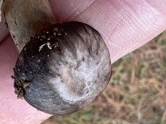 Chroogomphus vinicolor