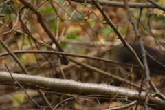 Sciurus vulgaris