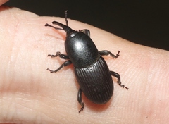 Scyphophorus acupunctatus
