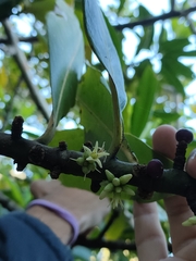 Pleiomeris canariensis image