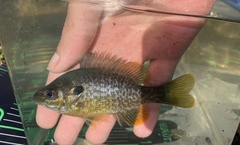 Lepomis macrochirus × cyanellus
