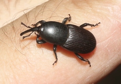 Scyphophorus acupunctatus