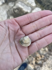 Cerastoderma glaucum