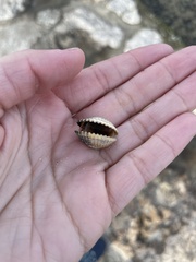 Cerastoderma glaucum