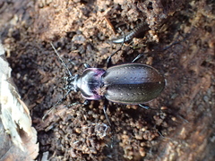 Carabus nemoralis