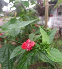 Malvaviscus penduliflorus