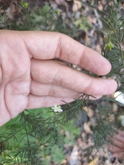 Asparagus fallax image